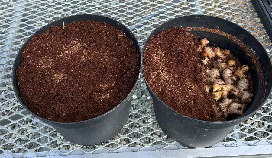 Figure 10-1 Small pots filled and fully covered and half way covered Ginger bulbs sprouting in black pots for research and production.