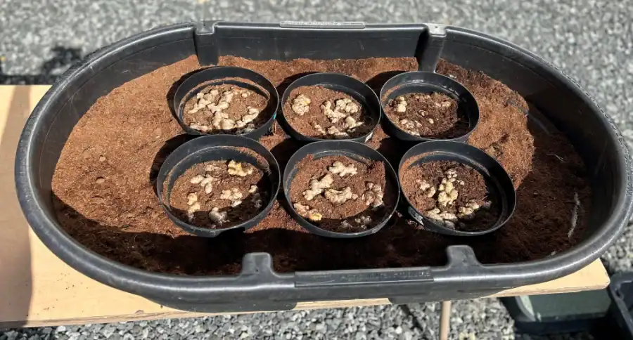 Figure 10-2 Black tuck with pots and ginger half way Ginger research pots with soil and ginger samples in a black container.