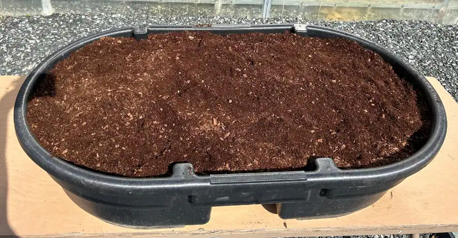 Figure 10-3 Black tub fully covered with cocnut coir Freshly prepared soil in a black planter for ginger cultivation.