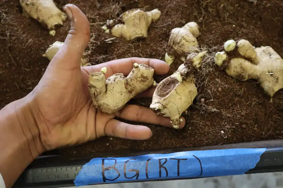 Figure 8-1 Fresh ginger roots harvested from soil, ready for processing or sale.