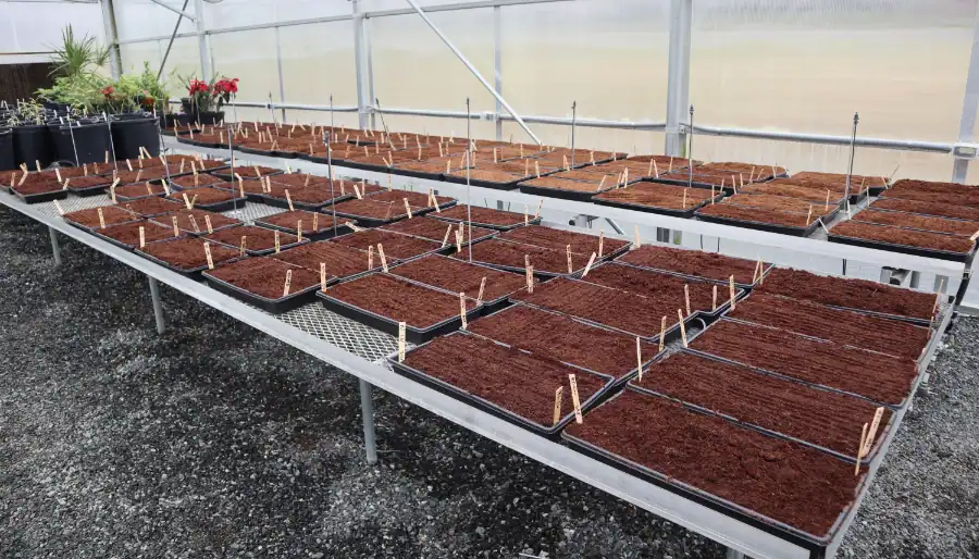 Figure 8-3 Ginger seedlings growing in trays inside a greenhouse for research and production.
