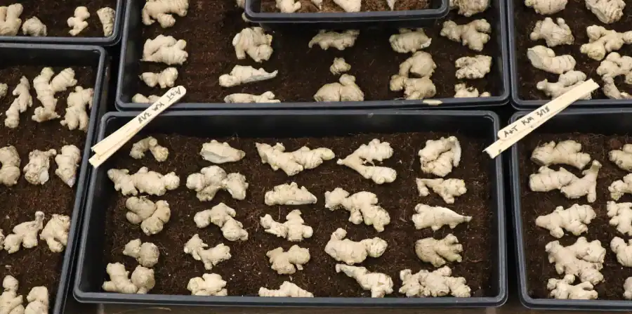 Figure 8-4_Replacement Photo Ginger rhizomes sprouting in trays for research and production.