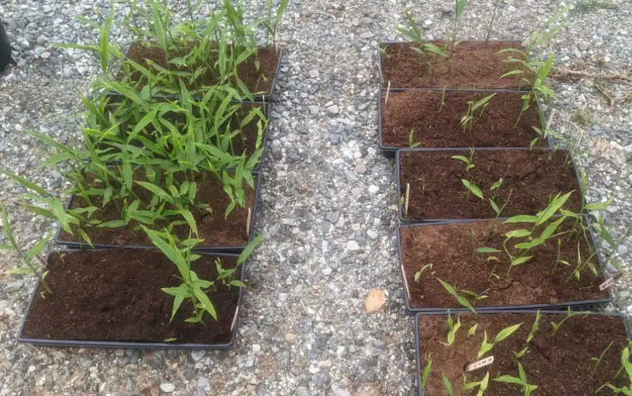 Figure 8 -6_Replacement Photo Young ginger plants growing in black trays on gravel surface.