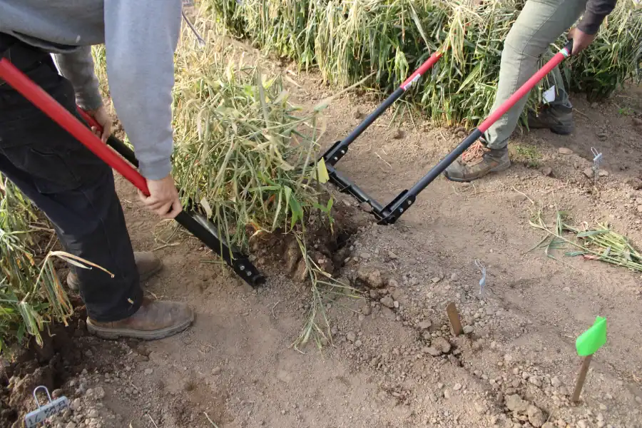 Figure 9-1_Replacement Photo People harvesting ginger in a field with specialized tools.