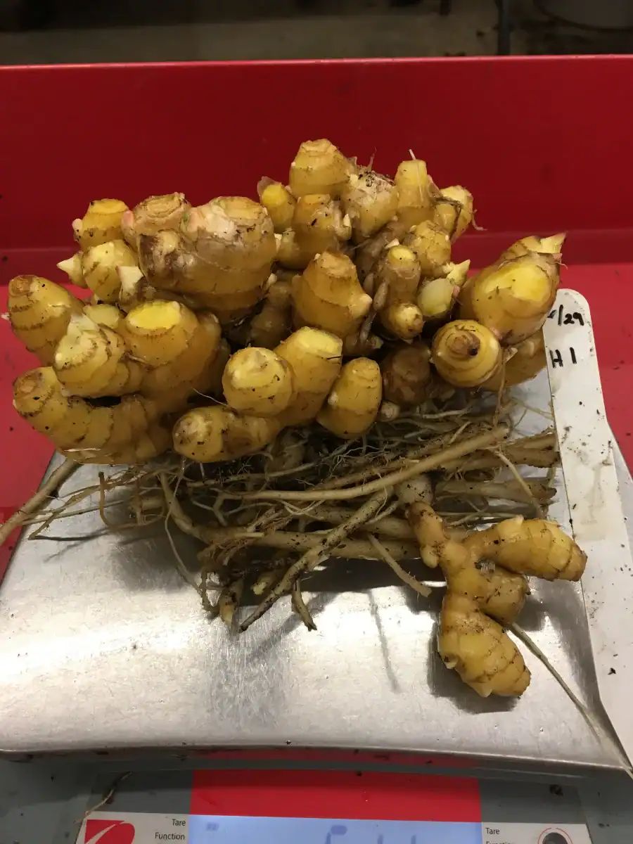 Figure 9-2 Fresh ginger roots with soil on a metal surface for sale at a market.