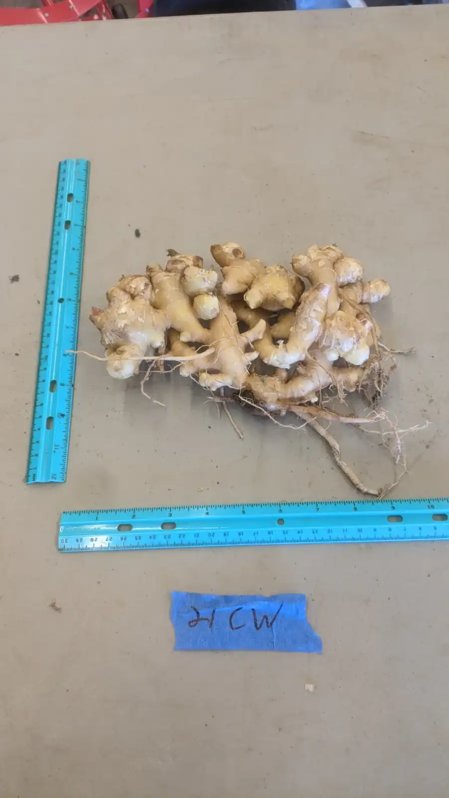 Figure 9-3_Replacement Photo Fresh ginger root on a beige surface with a blue ruler for scale.